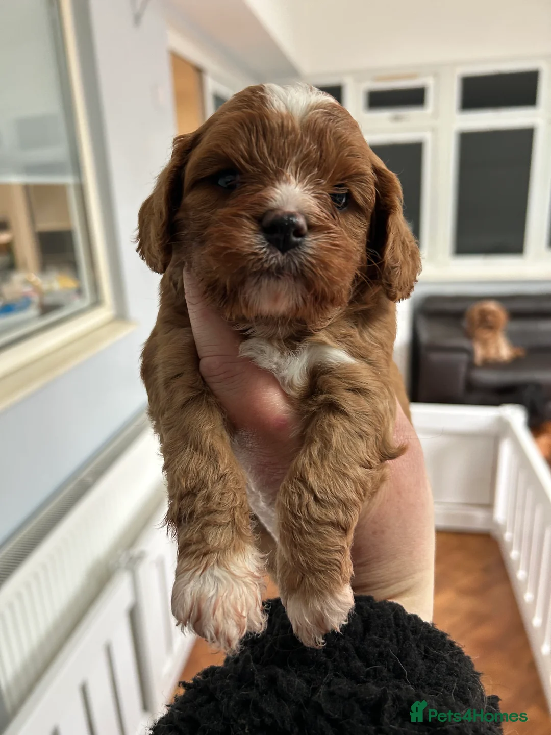 Cavapoo dogs for sale: Red health tested cavapoo girls  - Advert 2