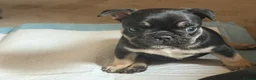 Frug dogs for sale: French bulldog x frug - Advert 11
