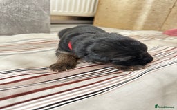 German Shepherd dogs for sale: KC German Shepherd puppies - Image 9