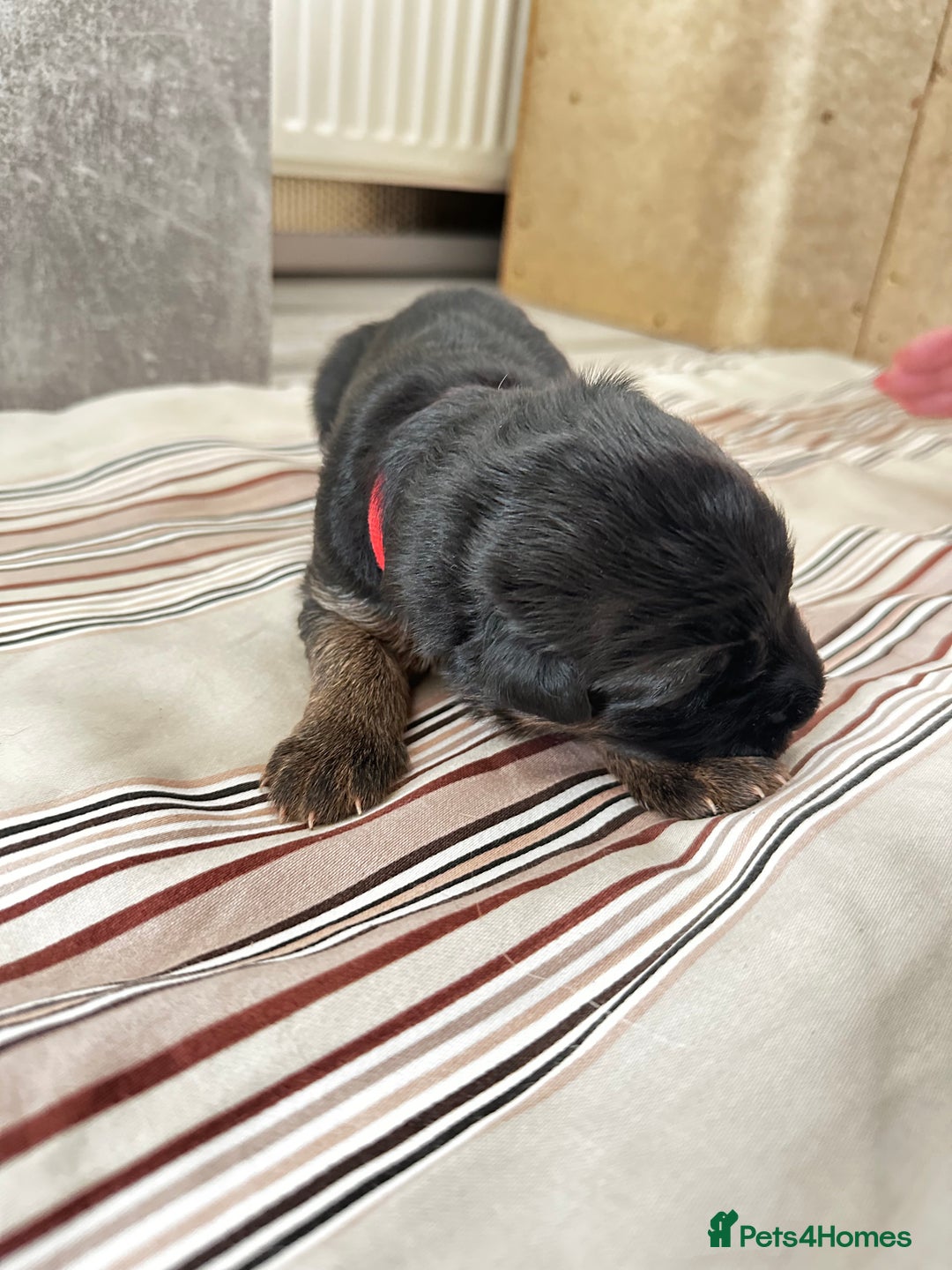 German Shepherd dogs for sale: KC German Shepherd puppies - Image 9