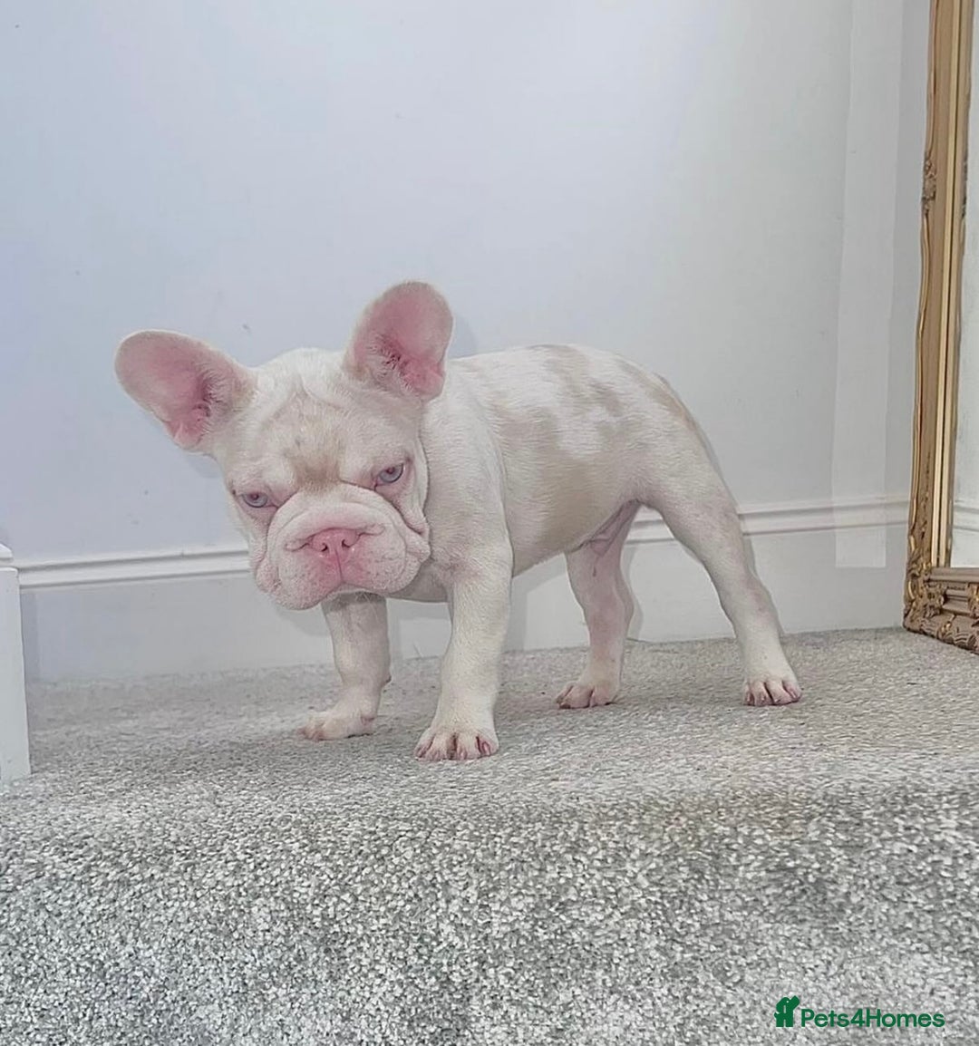 French Bulldog dogs for sale: KC reg 4 panel health test + DNA Male Frenchie Pup - Advert 23
