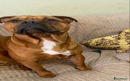 Mixed Breed dogs for sale: Staffy cross older English Tyme - Image 2