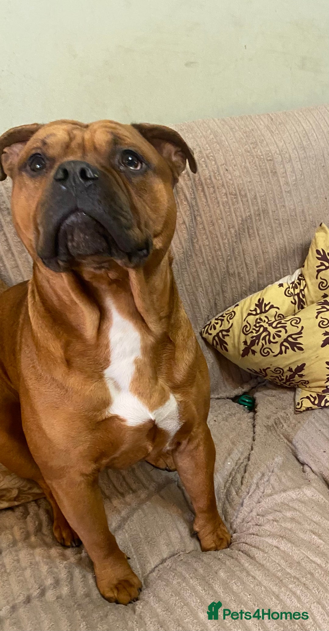 Mixed Breed dogs for sale: Staffy cross older English Tyme - Image 2