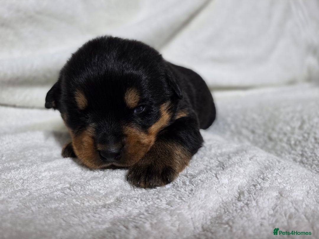 Rottweiler dogs for sale: Chunky, Strong, Loyal & Pure Rottweiler Puppies - Advert 15