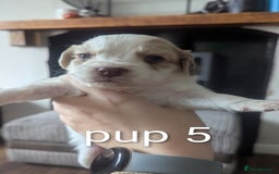 Sprocker dogs for sale: 5 sprocker puppies for sale - Image 16