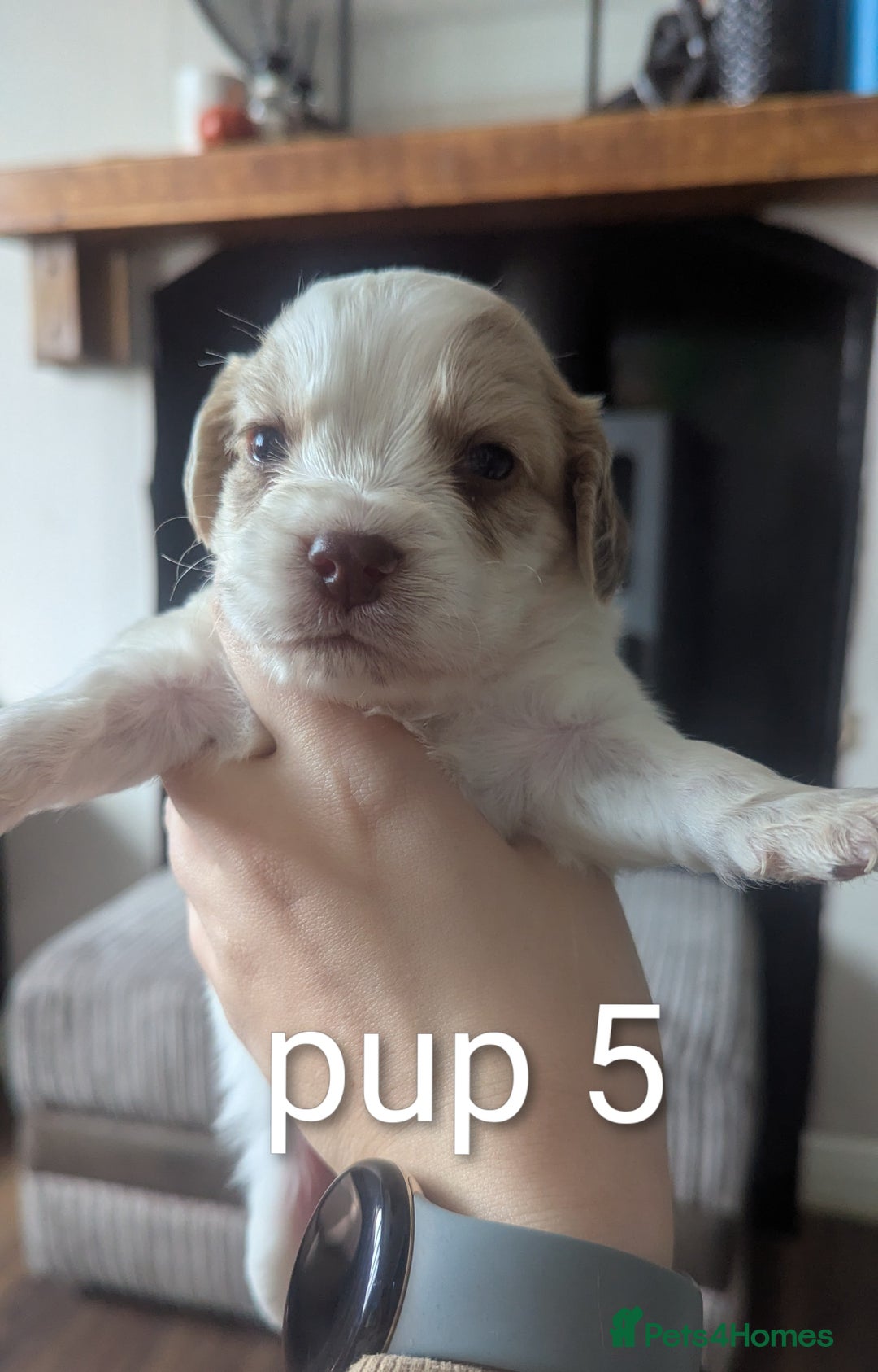 Sprocker dogs for sale: 5 sprocker puppies for sale - Image 16
