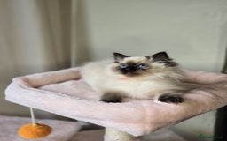 Ragdoll cats for sale: 6 Perfect Affectionate, Ready2Go Pedigree Kittens! - Advert 15