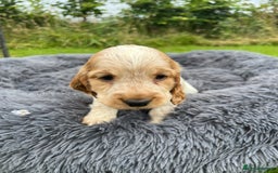 Cocker Spaniel dogs for sale: Show Cocker Puppies - Image 15