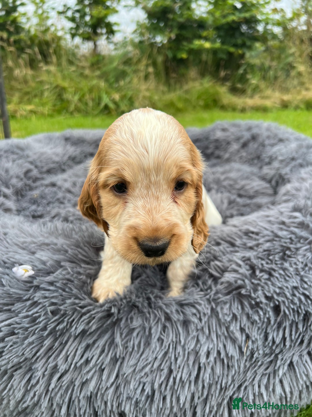 Cocker Spaniel dogs for sale: Show Cocker Puppies - Image 15