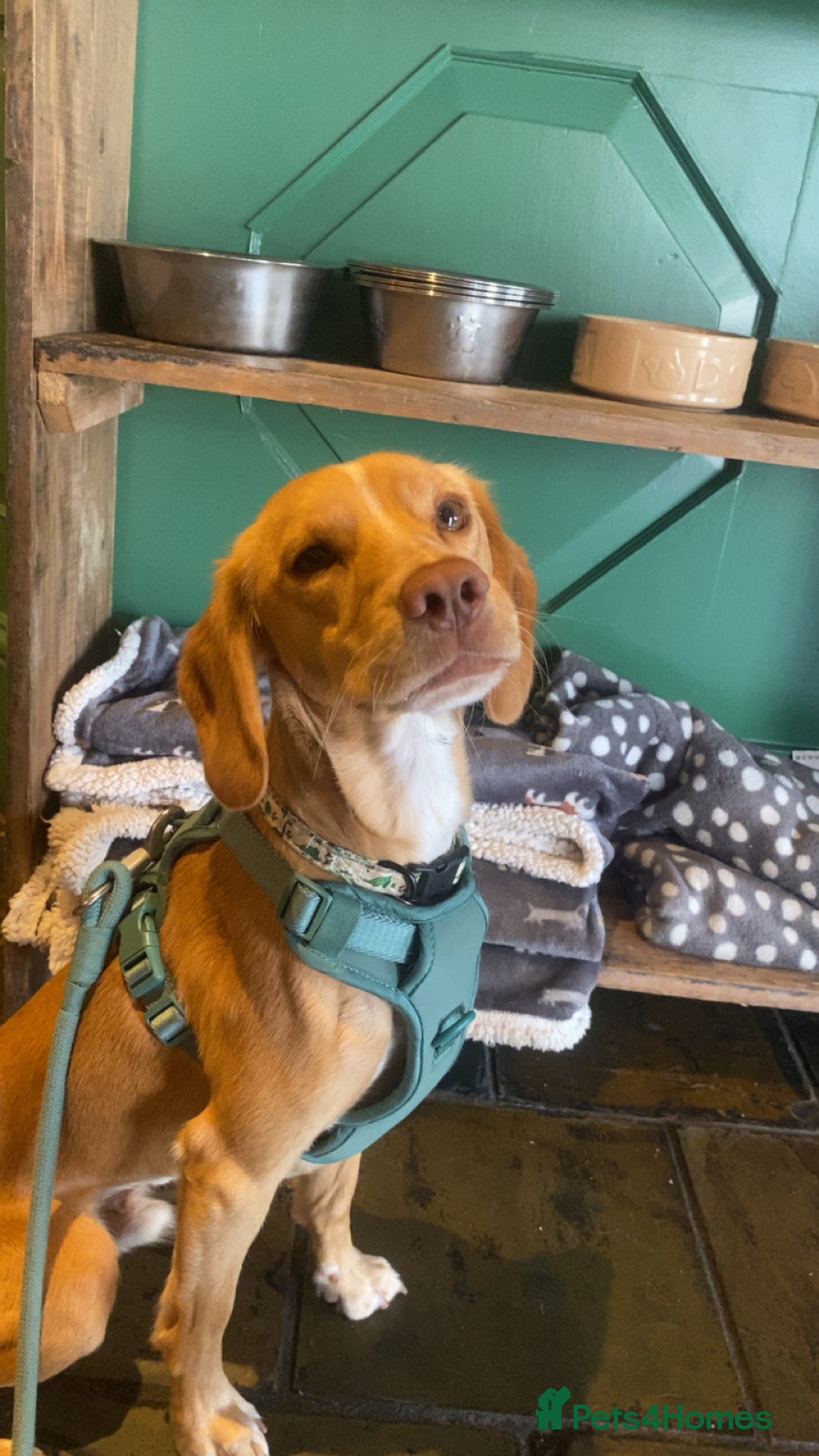Mixed Breed dogs for sale: Archie - Jack Russel x cocker spaniel  - Image 2