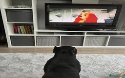 French Bulldog dogs for sale: Urgent rehome needed - Image 14