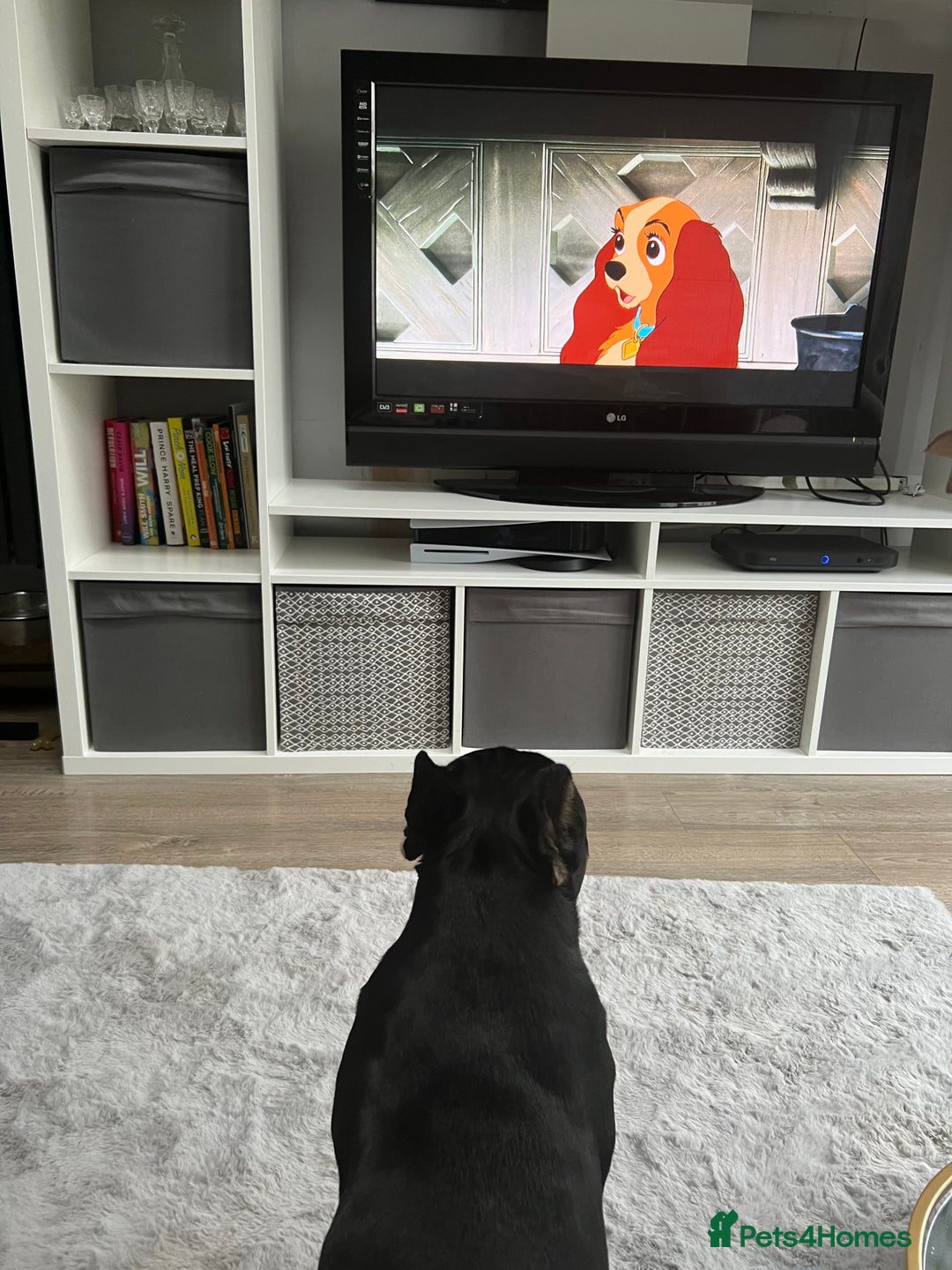 French Bulldog dogs for sale: Urgent rehome needed - Image 14