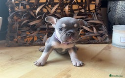 French Bulldog dogs for sale: Pedigree Frenchies - New Shade Isabella’s & Lilacs - Image 15