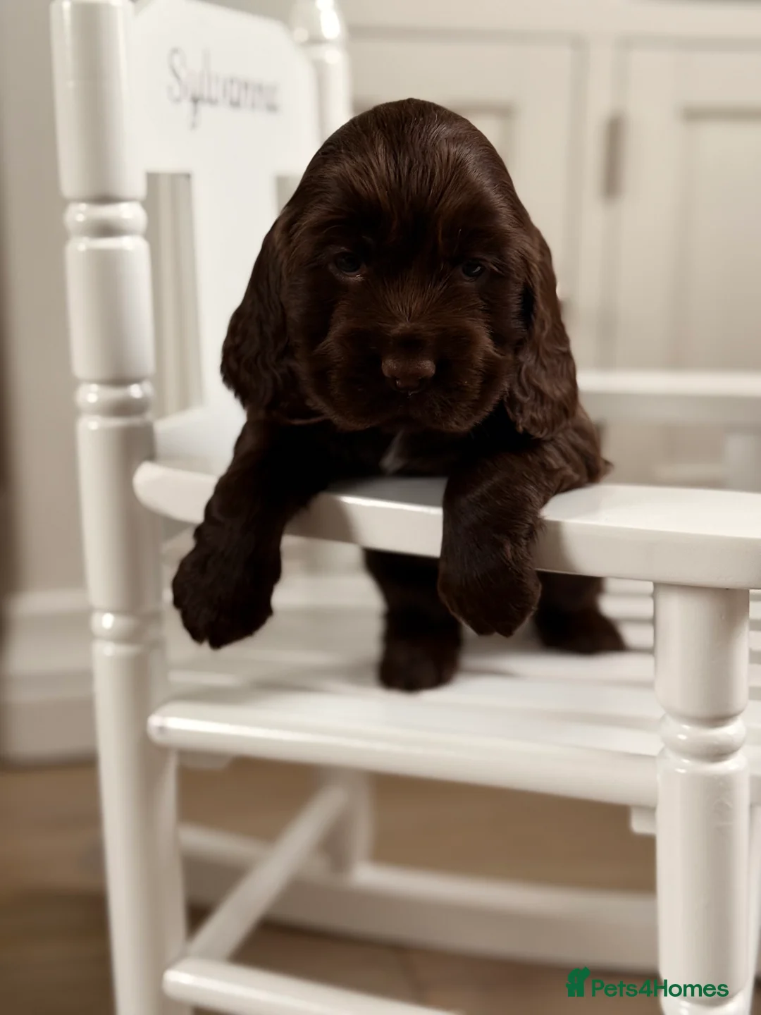Cocker Spaniel dogs for sale: Show cocker spaniels  - Advert 3