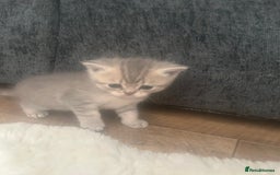 British Shorthair cats for sale: British shorthair kittens  - Image 7