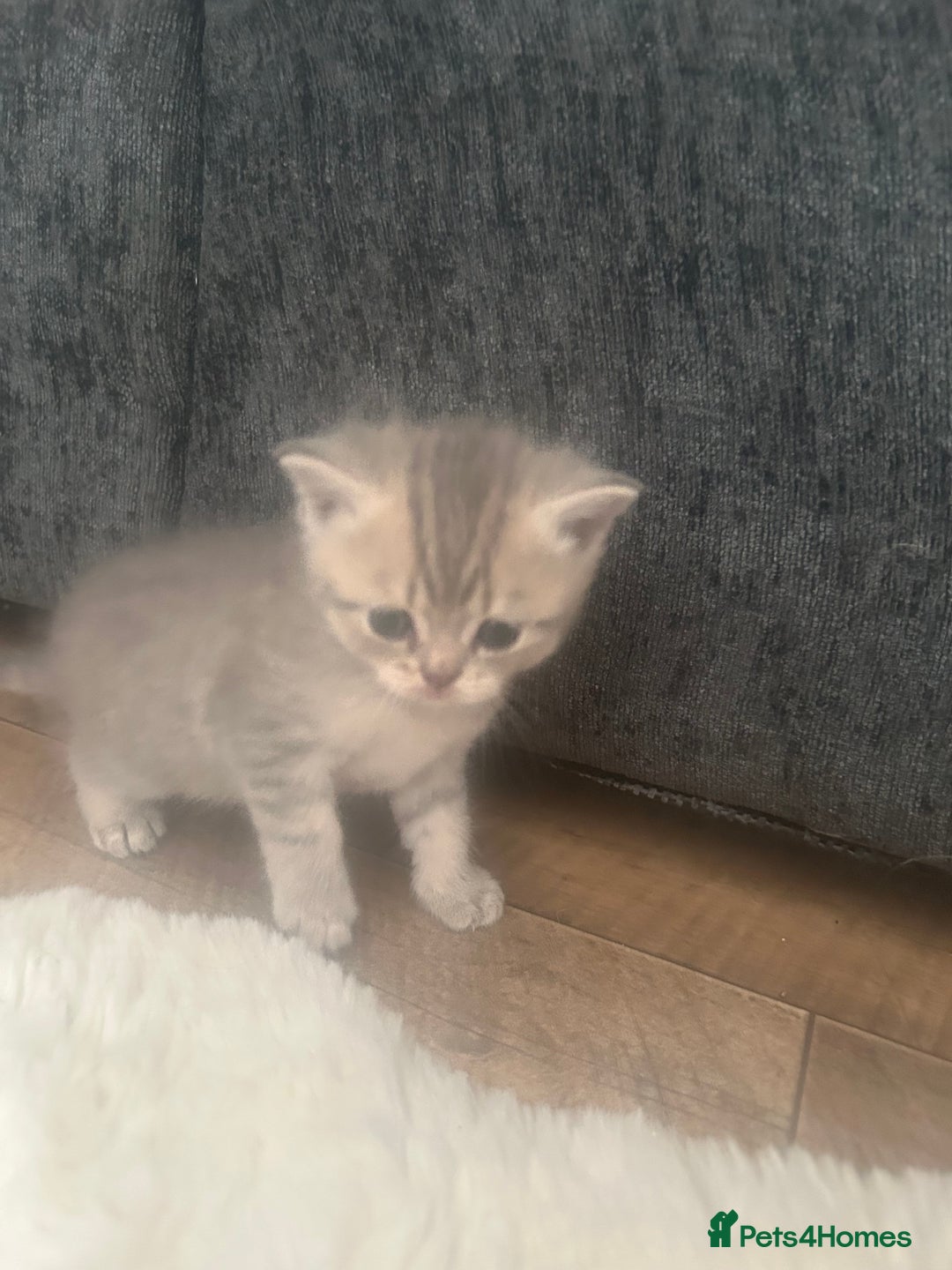 British Shorthair cats for sale: British shorthair kittens  - Image 7