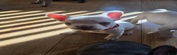 French Bulldog dogs for sale: French bulldog puppies - Advert 13
