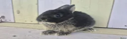 Netherland Dwarf rabbits for sale: 💜 PRETTIEST COLOURED NETHERLAND DWARF BABIES 💜 - Advert 7