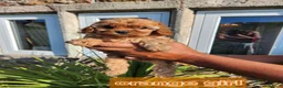 Cavapoo dogs for sale: Cavapoo puppies - Advert 4