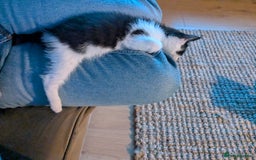 Mixed Breed cats for sale: Gorgeous fluffy kittens - Image 5