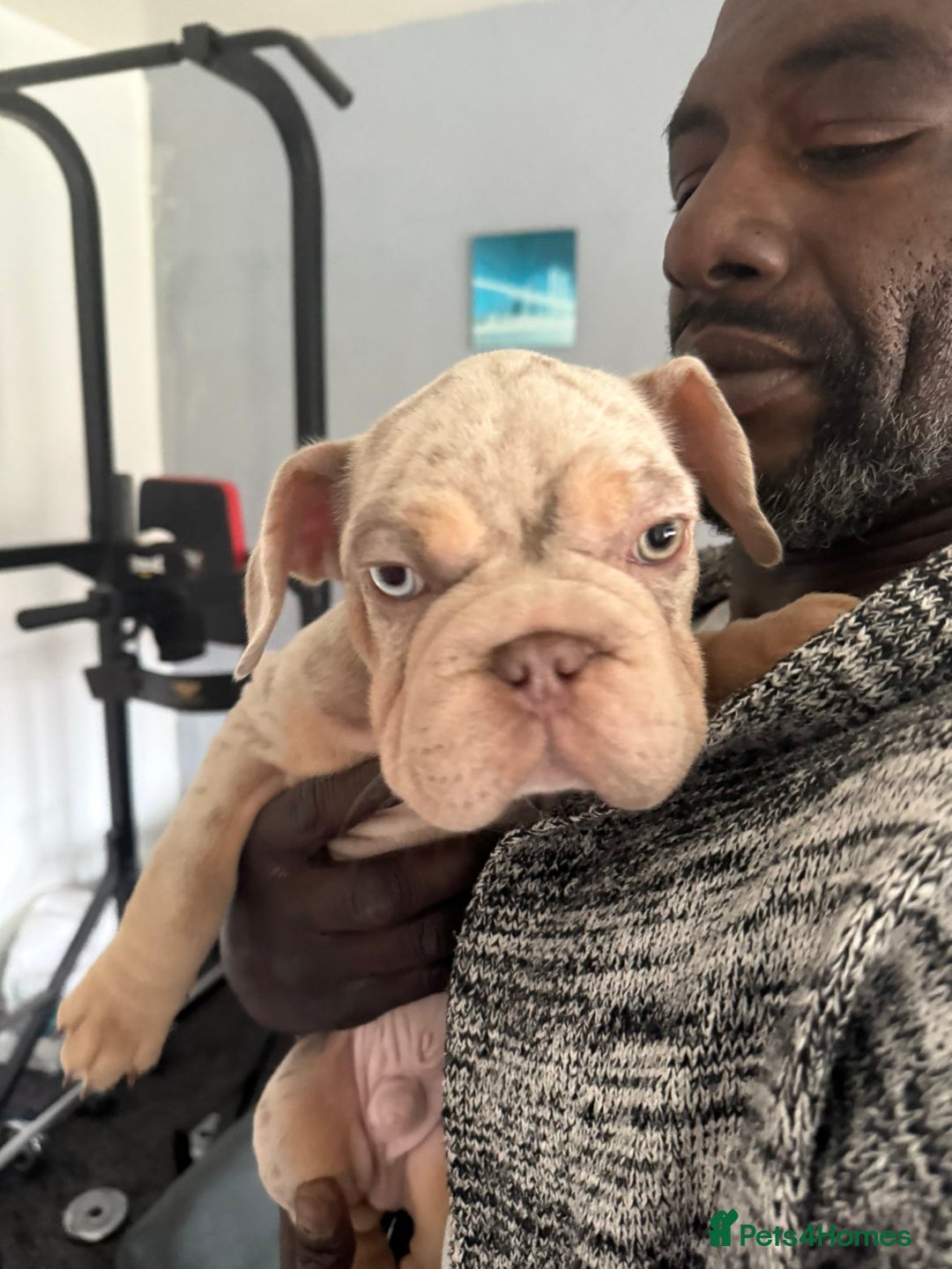 French Bulldog dogs for sale: Stunning boys  - Image 5