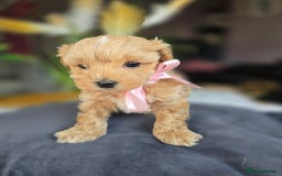 Maltipoo dogs for sale: LAST 🩷 BOY  looking forever home 🏡 😍  - Image 5