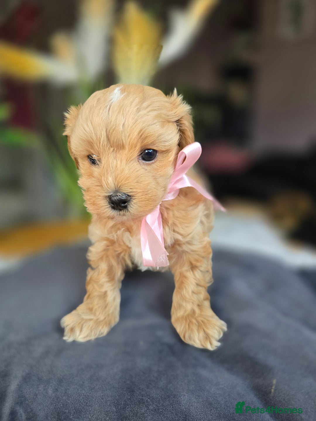 Maltipoo dogs for sale: LAST 🩷 BOY  looking forever home 🏡 😍  - Image 5