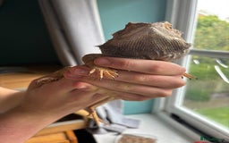 Bearded Dragon reptiles for sale: Bearded dragon - 7 years old  - Image 2