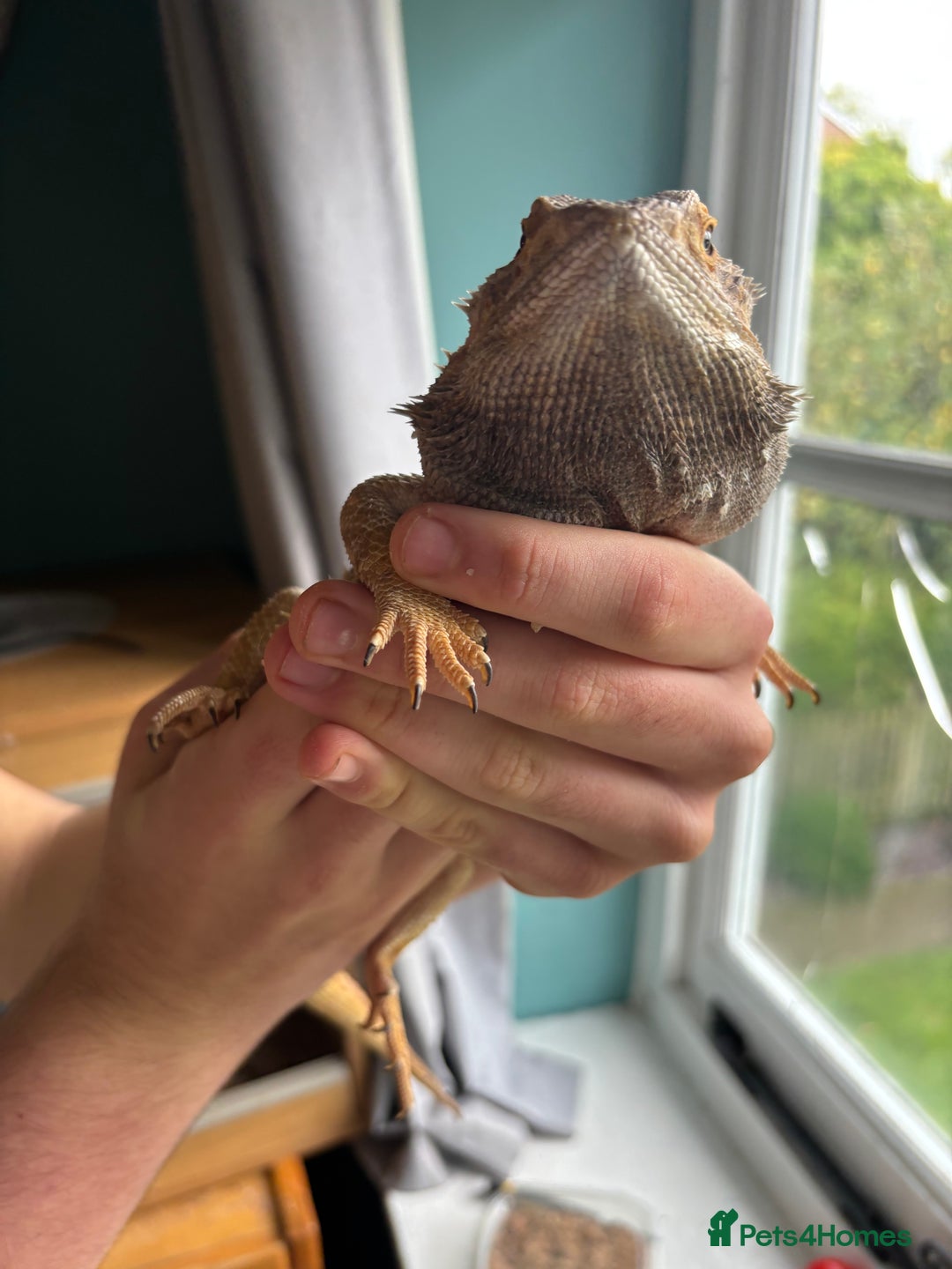 Bearded Dragon reptiles for sale: Bearded dragon - 7 years old  - Image 2