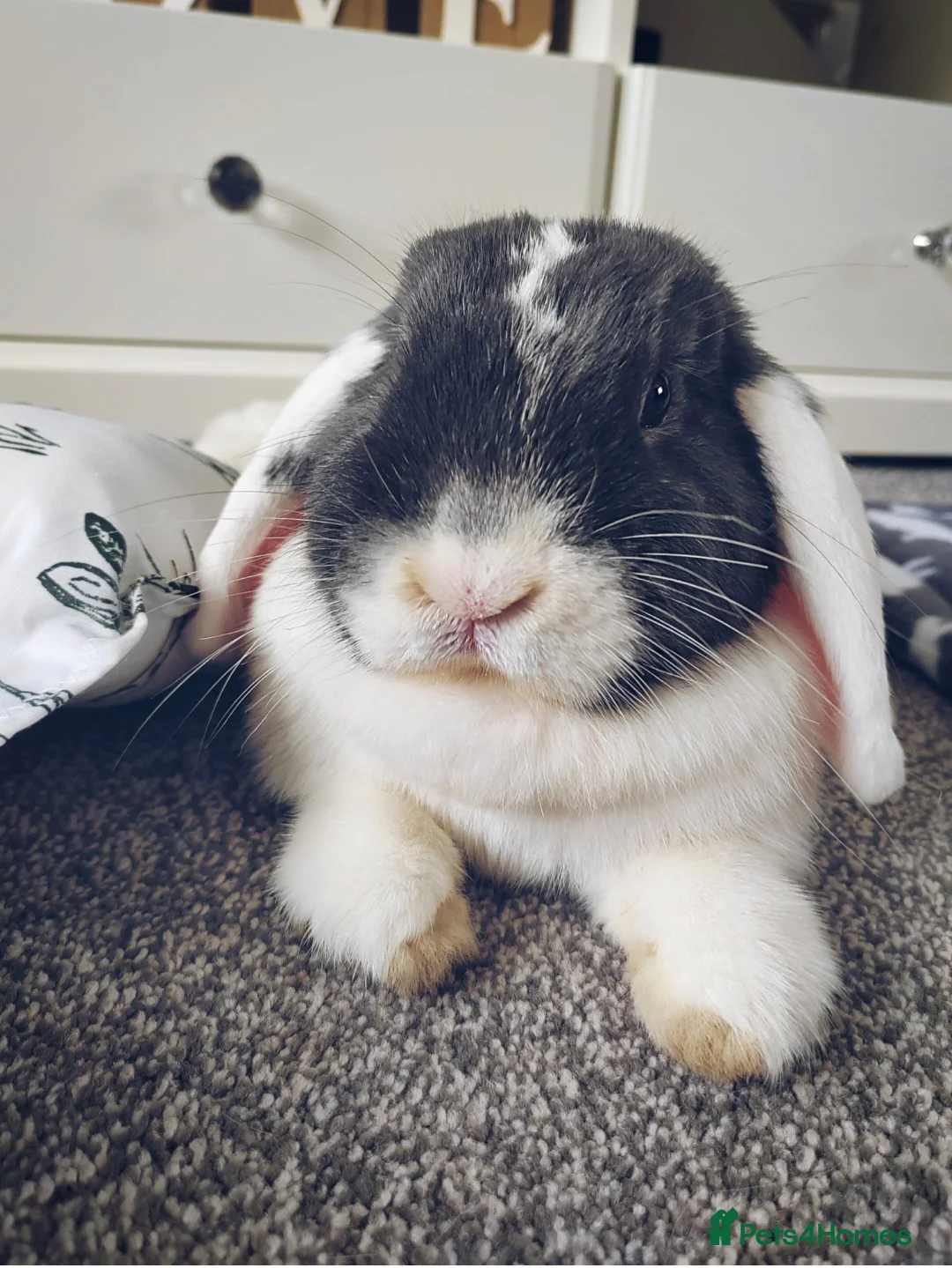 Mini Lop rabbits for sale: Bonded Pair of Lop Buns, Male/Female, Neutered - Advert 6
