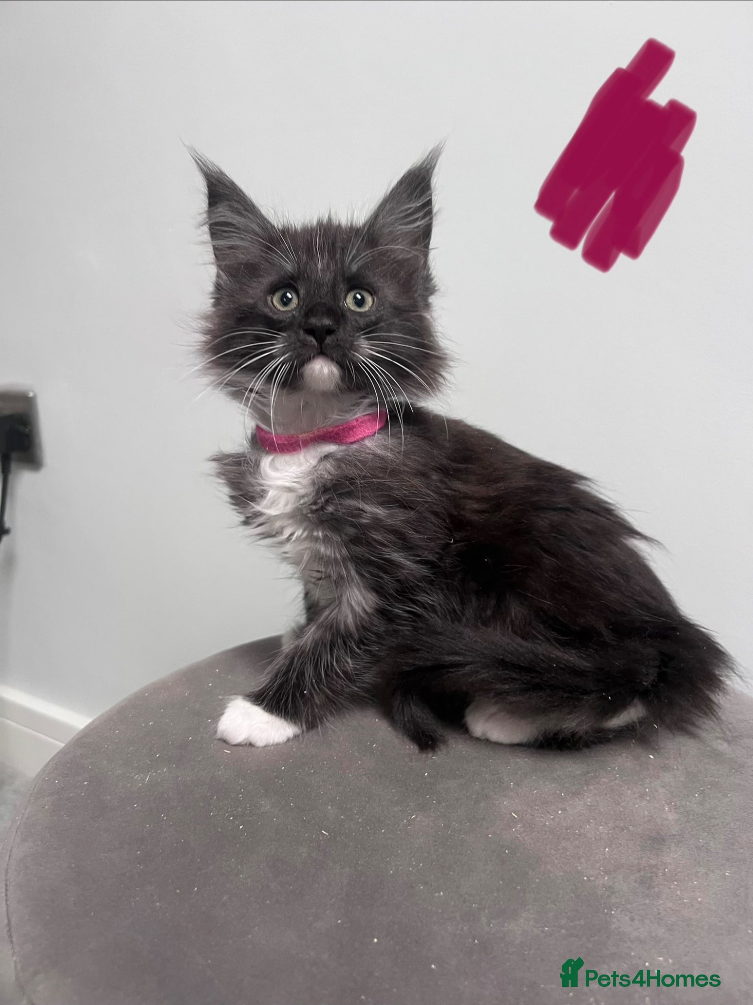 Maine Coon cats Ready to leave now  - Advert 2