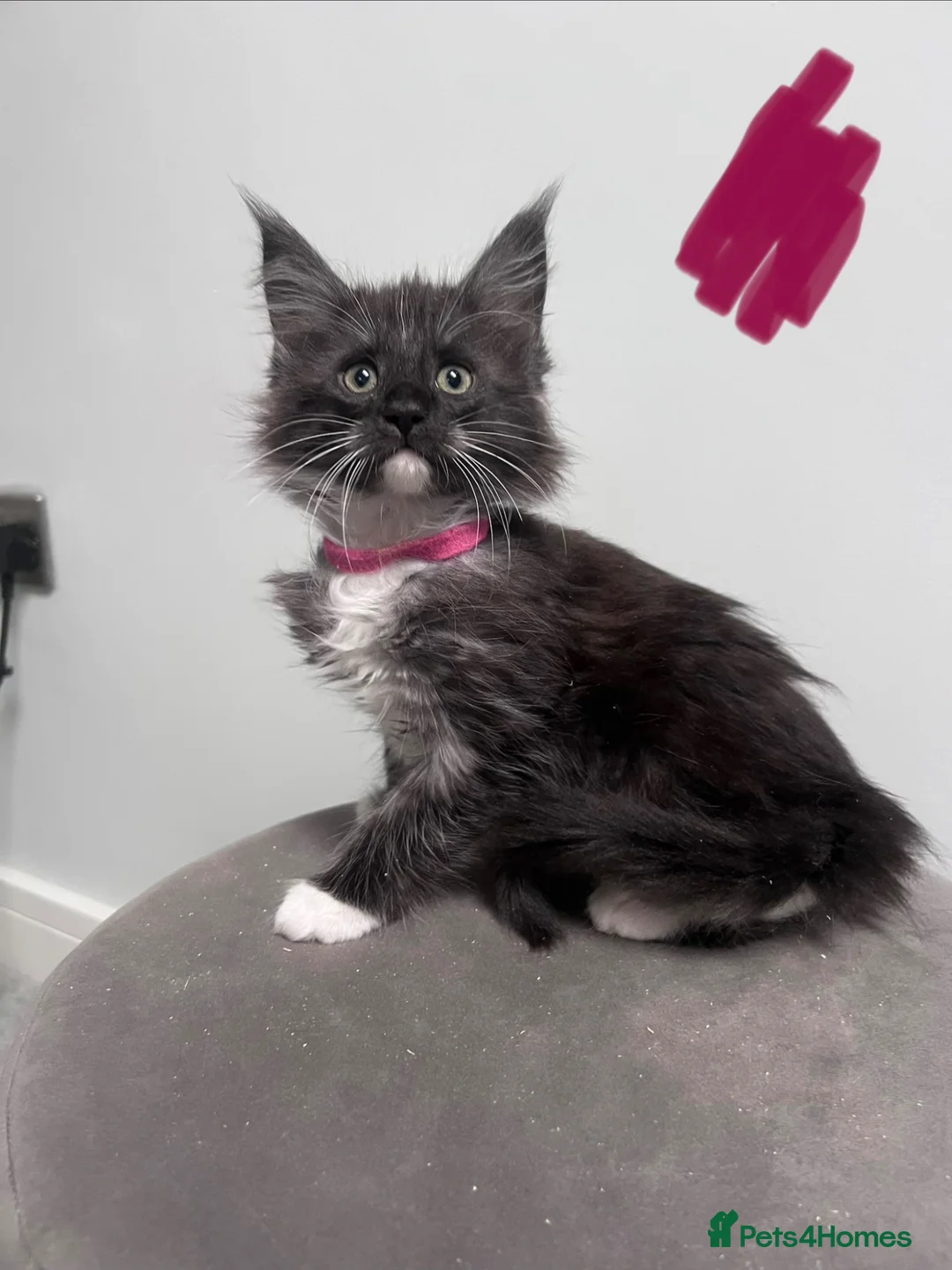 Maine Coon cats for sale: 14 kittens 🐱 Ready to leave now  - Advert 2