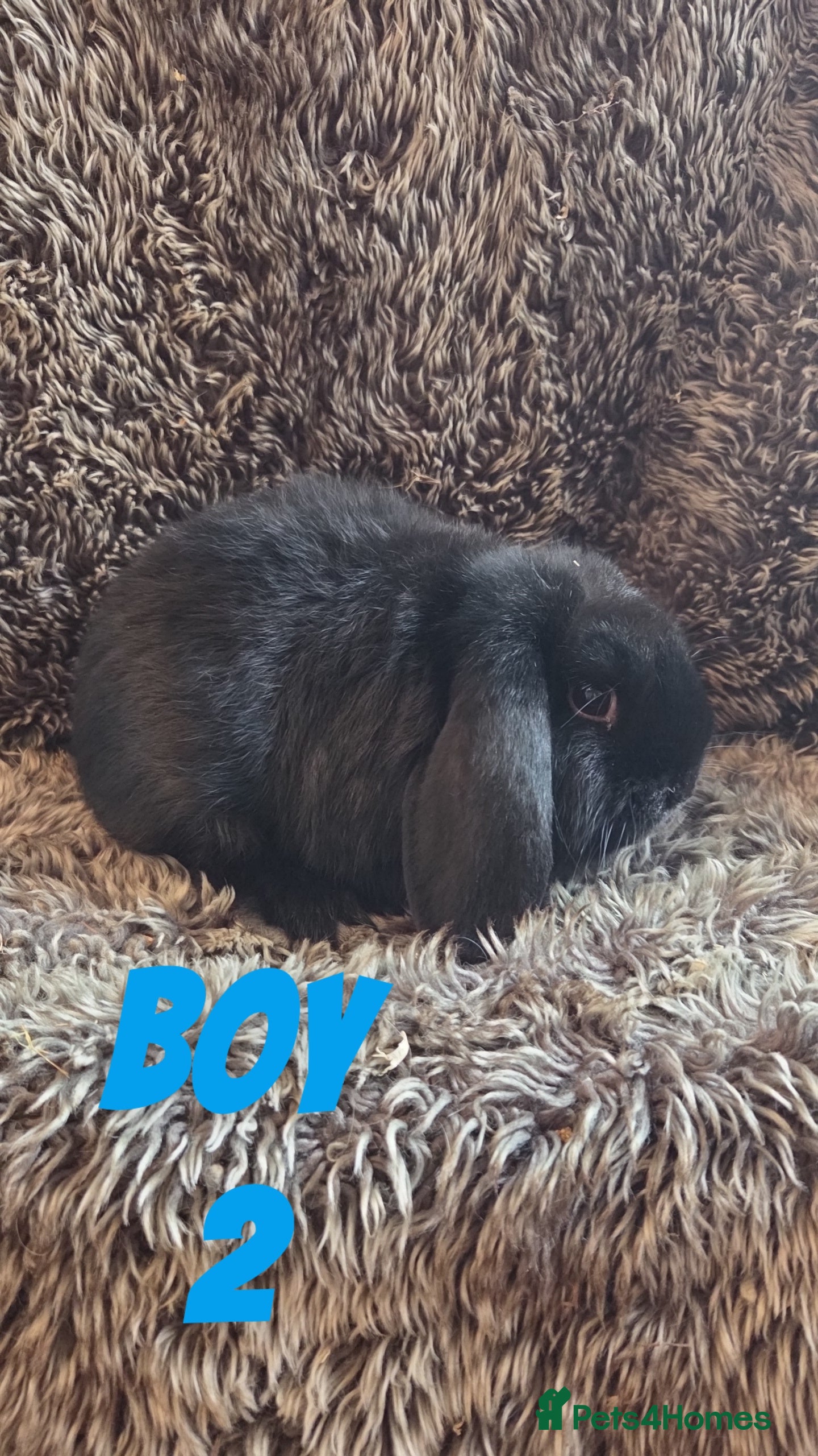 Mini Lop rabbits Cuddly Young Mini Lops - Advert 14