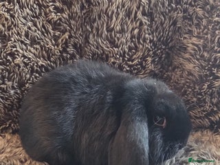 Mini Lop rabbits Cuddly Young Mini Lops - Advert 1