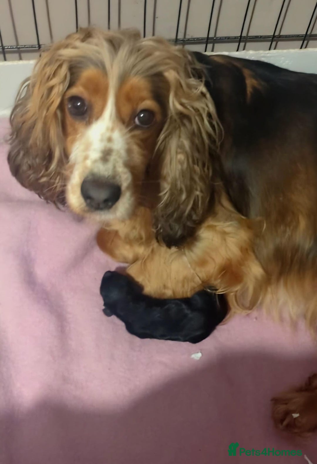 Cocker Spaniel dogs for sale: KC DNA SHOW TYPE COCKER SPANIEL!!  - Image 23