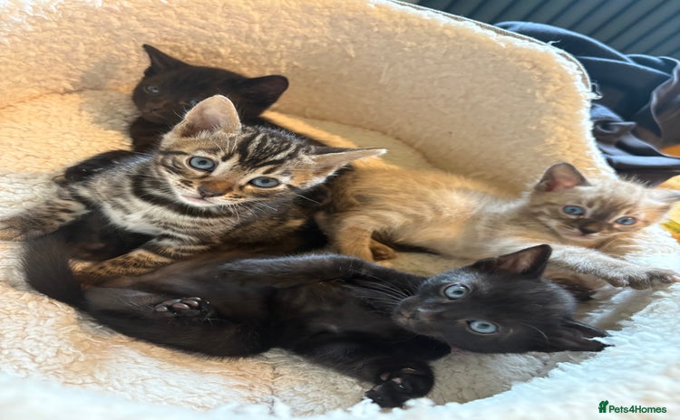 Bengal cats - Advert 5