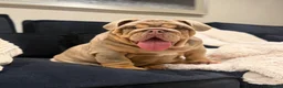 English Bulldog dogs for sale: 🔥 Epic Bullyz Major Daughter X Posher Turkish 🔥  - Advert 3