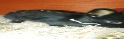 Netherland Dwarf rabbits for sale: Baby rabbits  - Advert 9