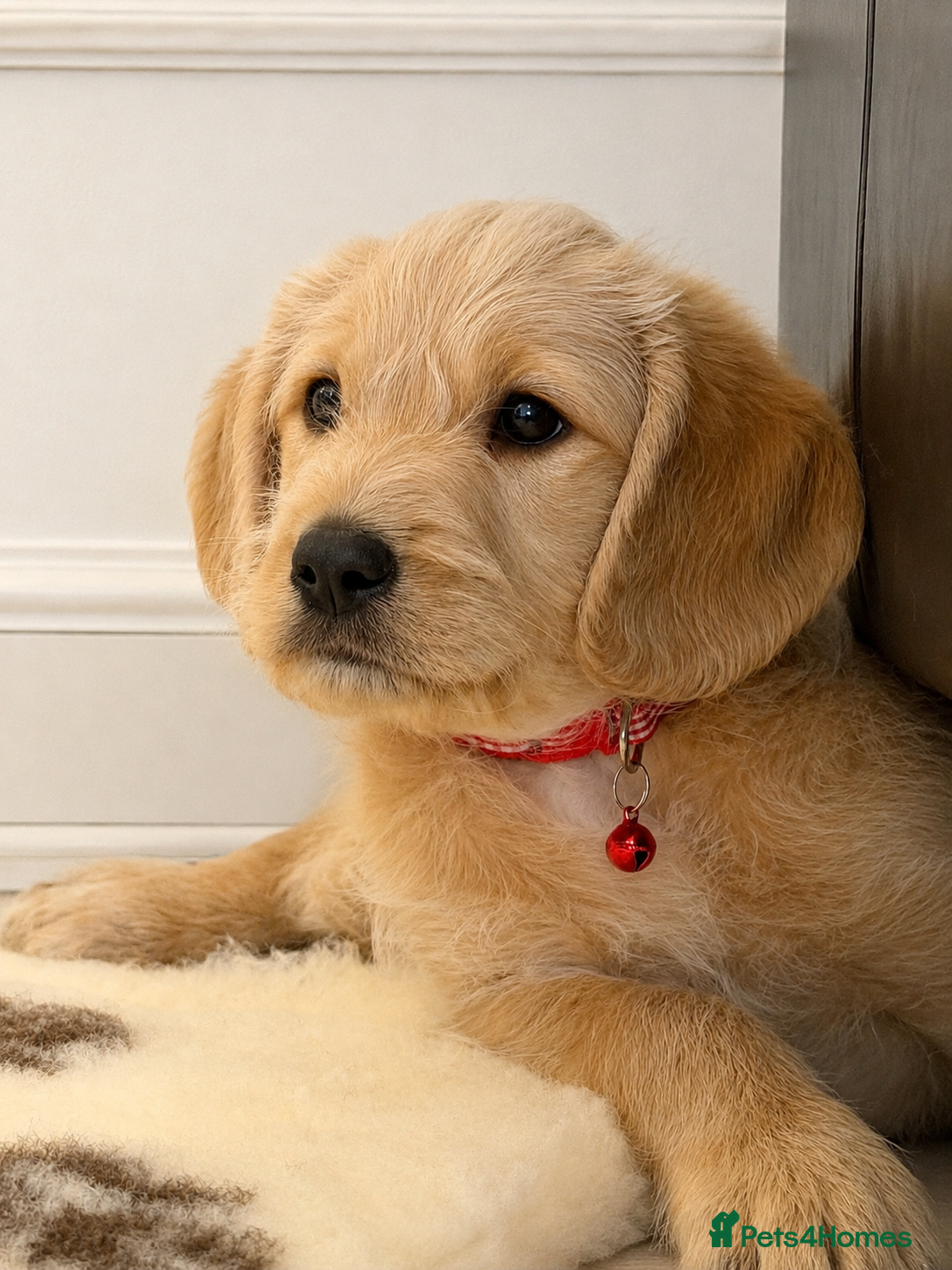 Labradoodle dogs Stunning F1 Standard Labradoodles puppies - Advert 1