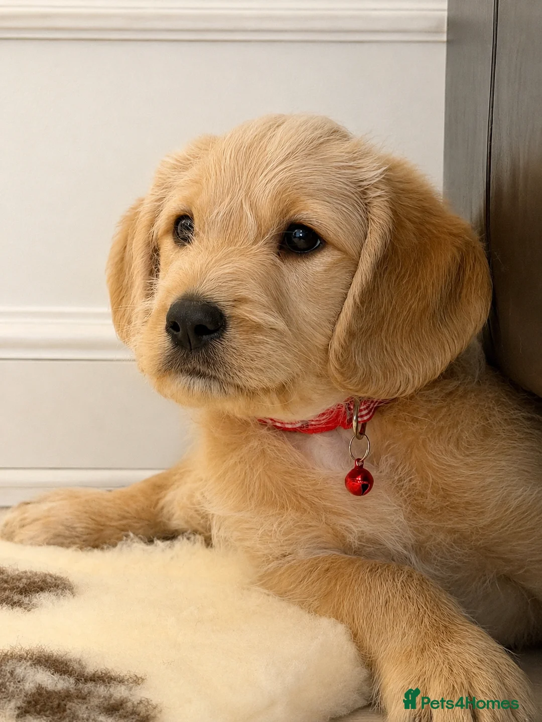 Labradoodle dogs for sale: Stunning F1 Standard Labradoodles puppies - Advert 1