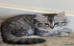 Scottish Fold cats for sale: beautiful Scottish Fold×Nebelung Kittens in Liverpool - Image 4