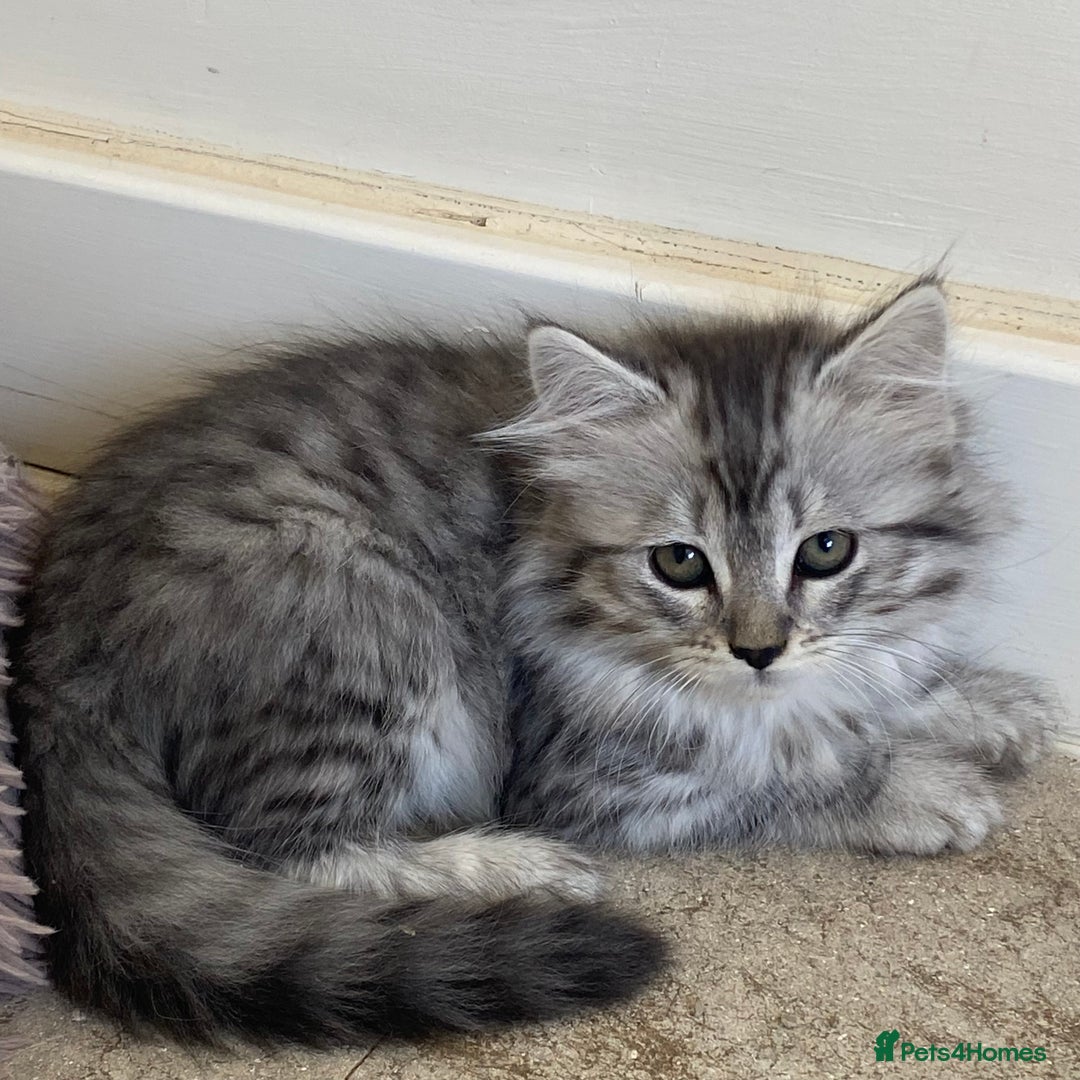 Scottish Fold cats for sale: beautiful Scottish Fold×Nebelung Kittens in Liverpool - Image 4