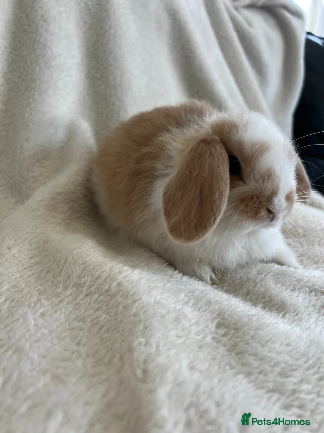 Mini Lop rabbits for sale: Mini Lops Ready to Leave now - Advert 2