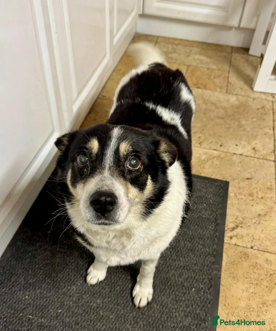 Mixed Breed dogs for adoption: TINA- small sweet girl/good with dogs/well behaved - Advert 1