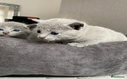 Russian Blue cats for sale: Russian blue kittens  - Image 3