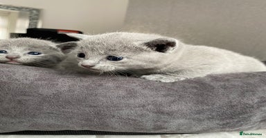 Russian Blue cats - Advert 4