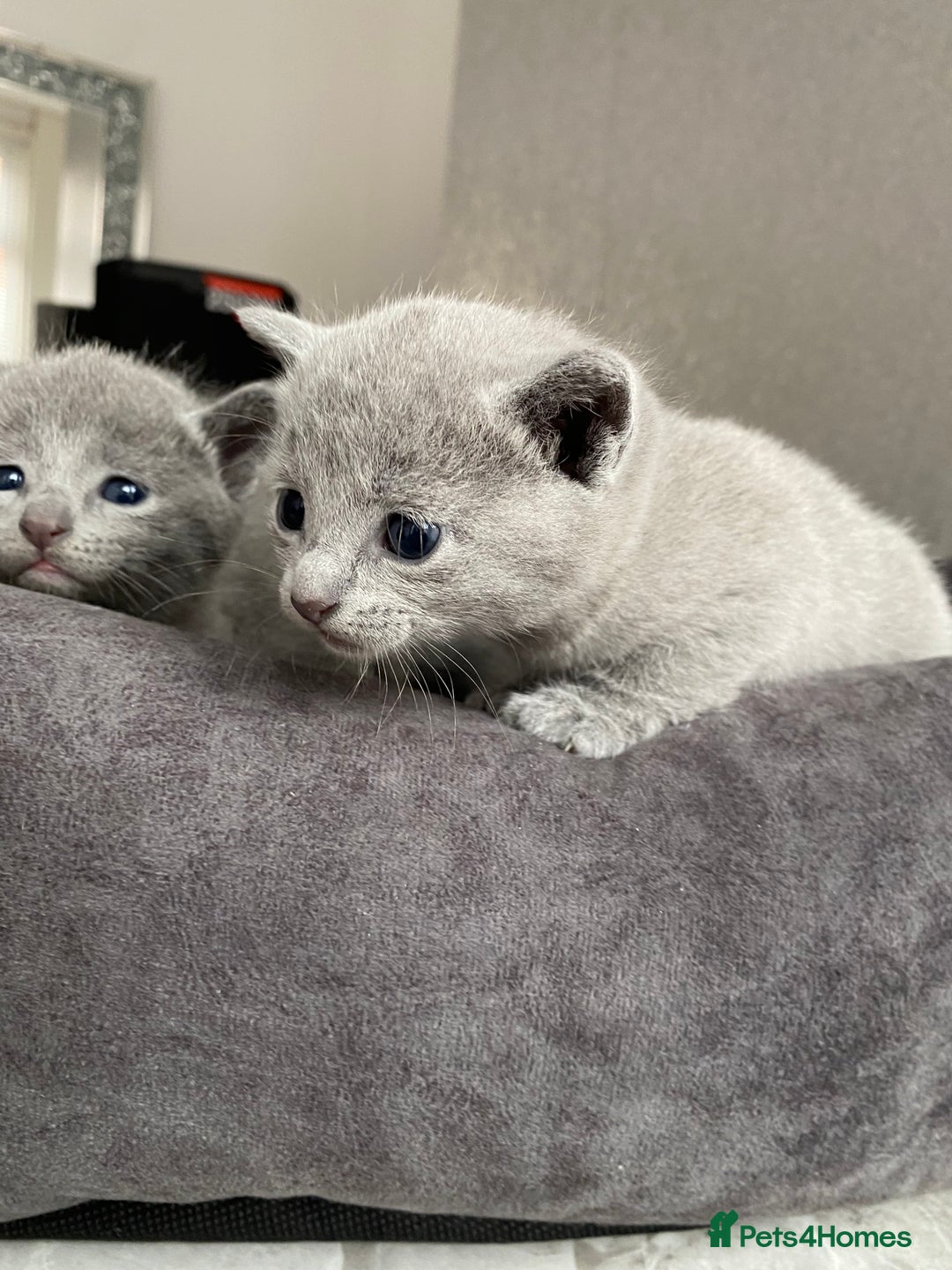 Russian Blue cats for sale: Russian blue kittens  - Image 3