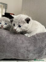 Russian Blue cats - Advert 3
