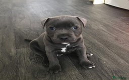 Staffordshire Bull Terrier dogs for sale: Staffordshire bull terrier babies - Image 5