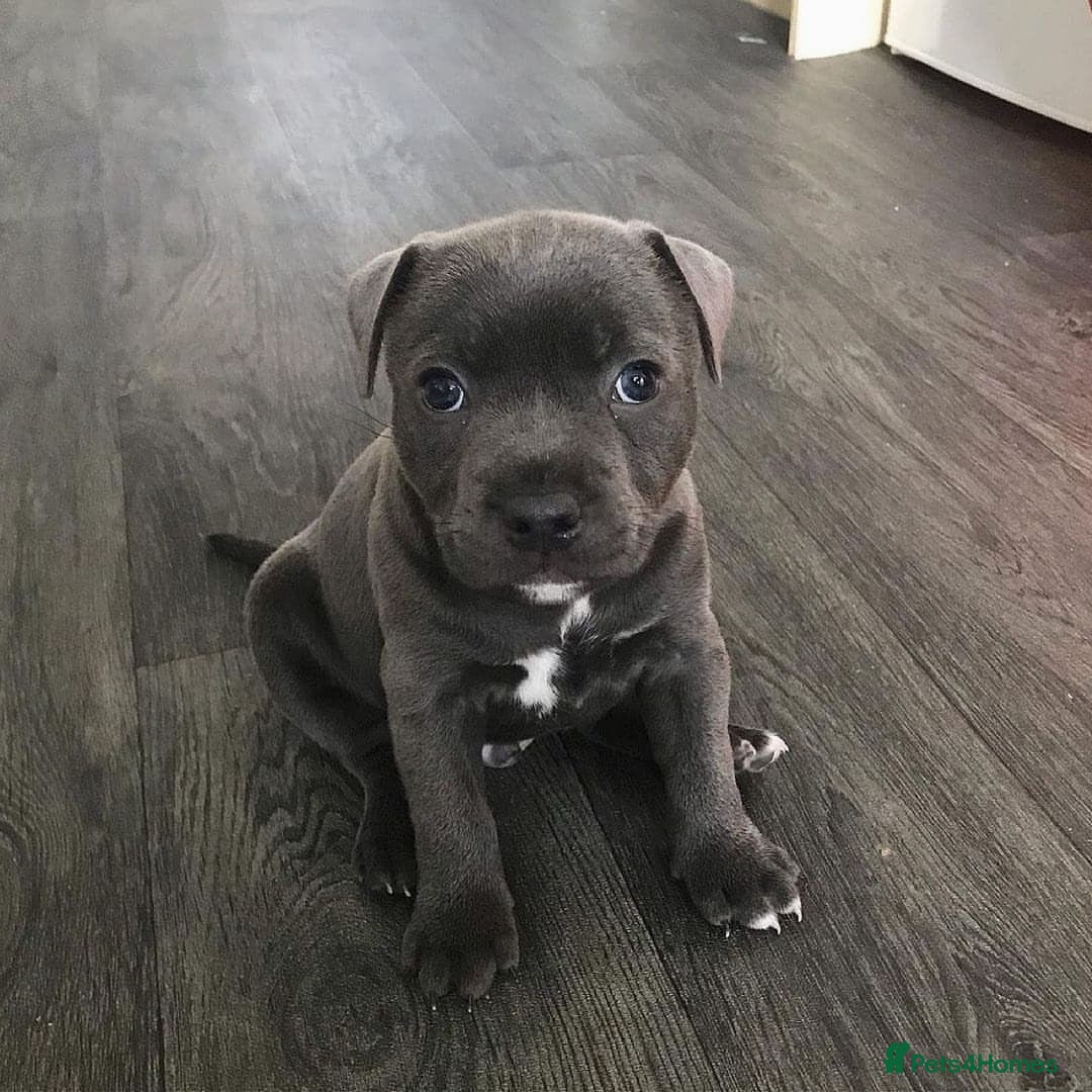 Staffordshire Bull Terrier dogs for sale: Staffordshire bull terrier babies - Image 5